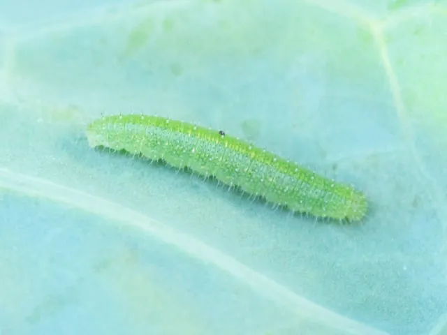 Small green caterpillar