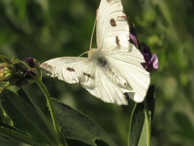 Cabbageworm butterfly