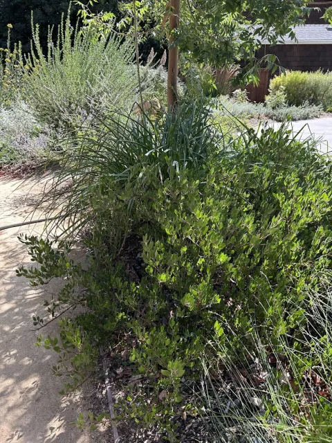 A ‘Howard McMinn’ manzanita in the ground.