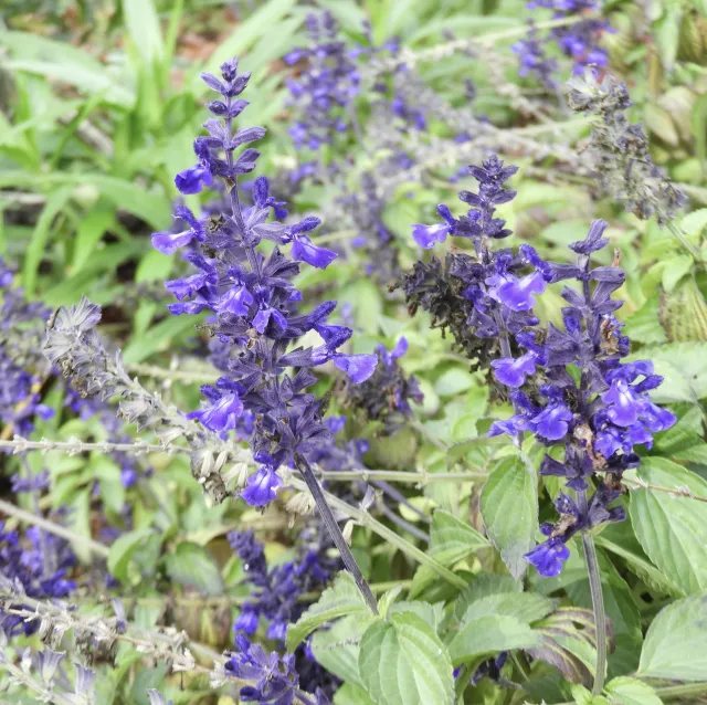 Salvia 'Anthony Parker" in bloom.