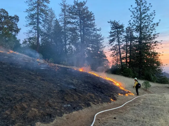A prescribed fire lighter watches low flame move across a grassy slope with large trees in the background