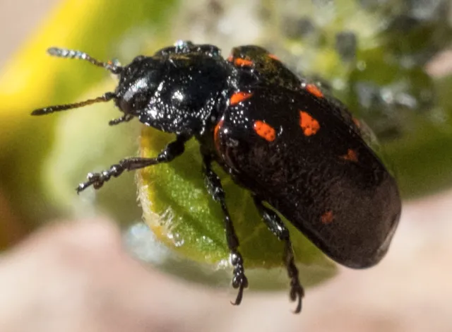 The montane leaf beetle, Chrysomela aeneicollis. (Wikipedia)