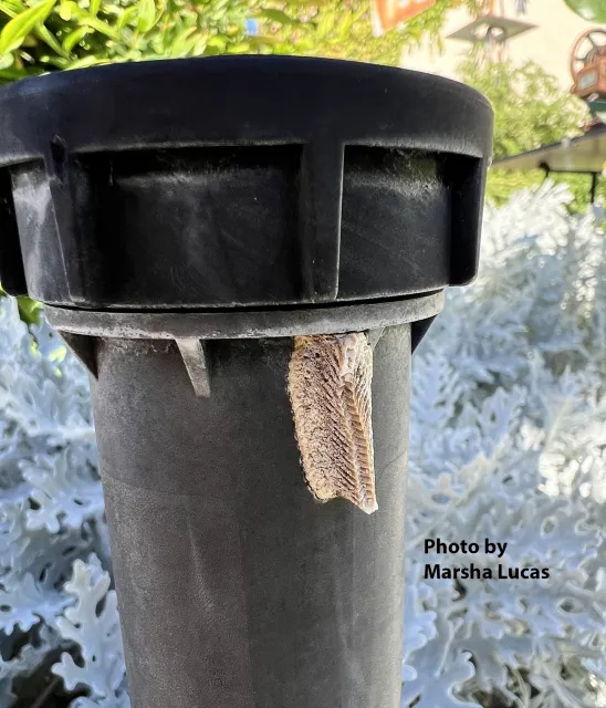 An ootheca on a water sprinkler in the Vacaville backyard of Marsha Lucas.. (Photo by Marsha Lucas)An ootheca on a water sprinkler in the Vacaville backyard of Marsha Lucas.. (Photo by Marsha Lucas)caville backyard of Marsha Lucas.. (Photo by Marsha Lucas)