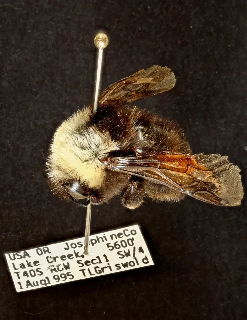 Robbin Thorp and Franklin's Bumble Bee | Bug Squad
