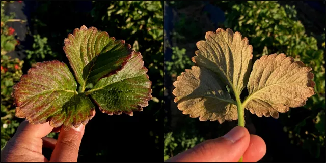 upper and lower surfaces of a leaf affected by spider mites