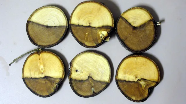 Six circular cross-sections of a tree branch showing dark staining from a Bot canker infection.