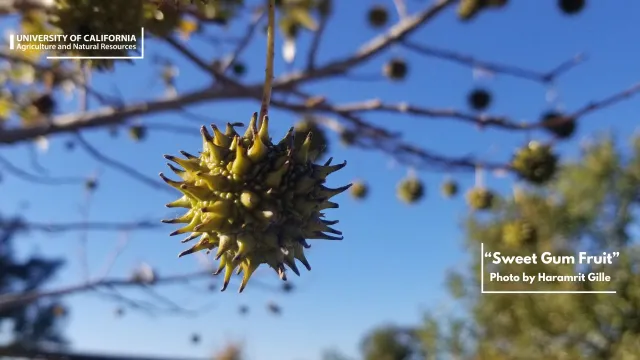 A spiky green ball hangs from a tree