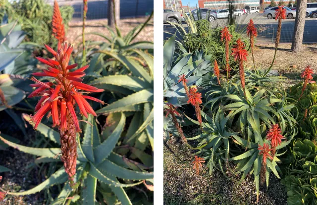 Aloe striata plant and flower