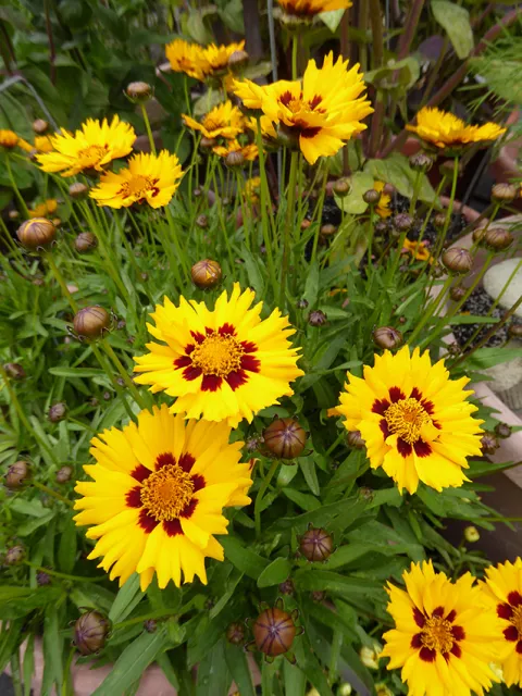 Coreopsis grandiflora Sunfire