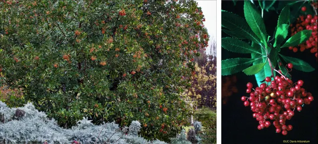 Heteromeles arbutifolia