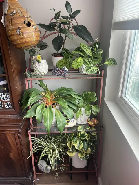 house plants