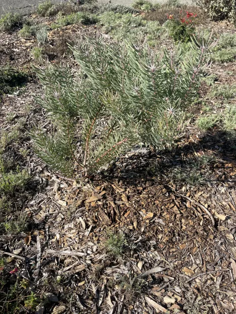 Luecodendron galpini 'Silver Cone'