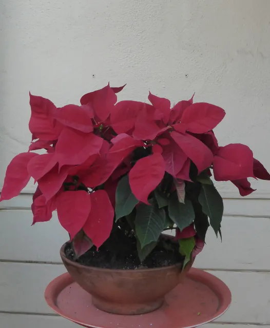 Poinsettia. J.C. Lawrence