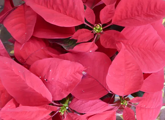 Poinsettia. J.C. Lawrence