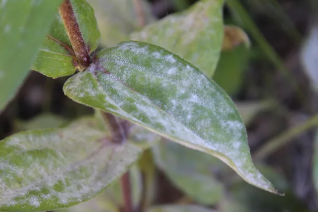 Powdery mildew covering leaves and stems on a plant.