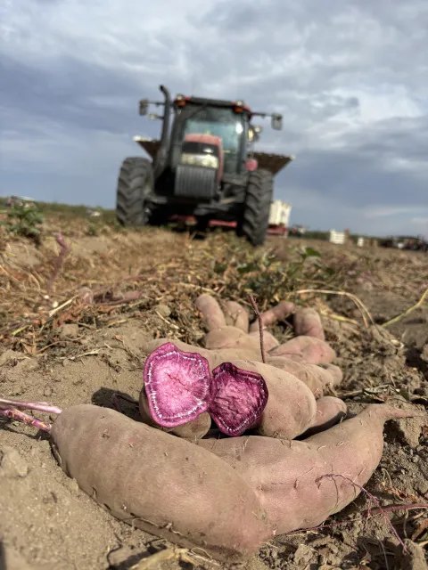 Purple sweetpotatoes in the field with a tractor in the background. One sweetpotato is sliced in half to show the purple flesh inside.