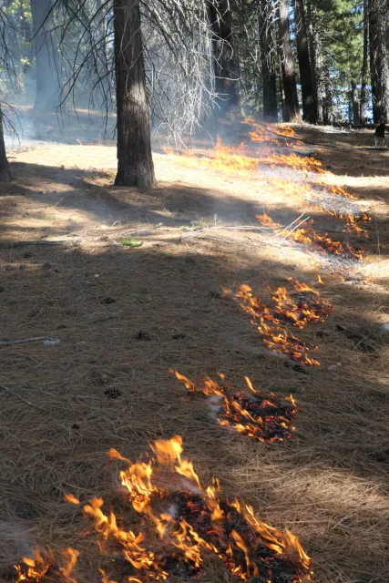 Lines of fire burn through a carpet of dried pine needles on a forest floor