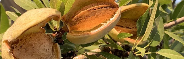 almonds on the tree