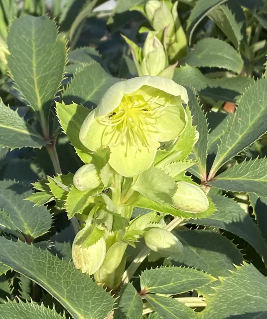 Helleborus argutifolius (Corsican hellebore).