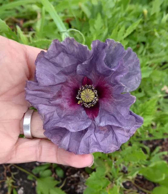 papaver rhoeas Amazing Grey