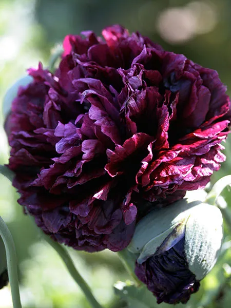Black Peony Poppy