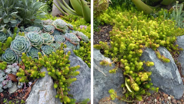 sedum angelina