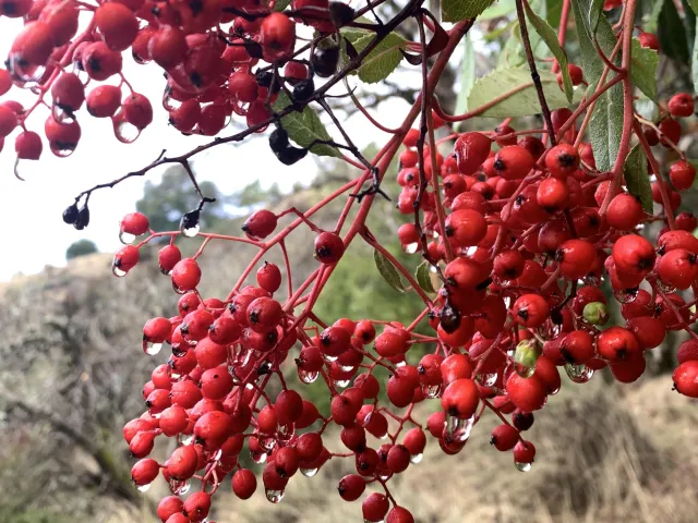 Toyon berries - Heteromeles arbutifolia