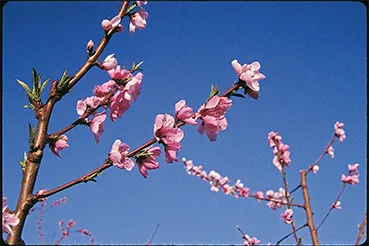 Pink blossoms on 1-year-old peach tree branches with blue sky in background.