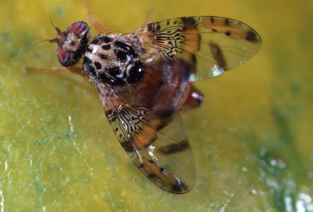Small fly with see-through, black-spotted wings on a green and yellow citrus fruit.