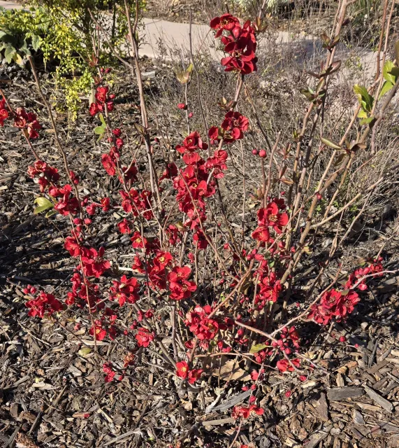 Flowering quince