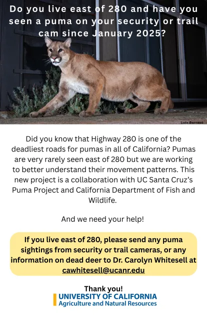 Photo of a puma and a solicitation for video footage of pumas recorded east of 280 in San Mateo County