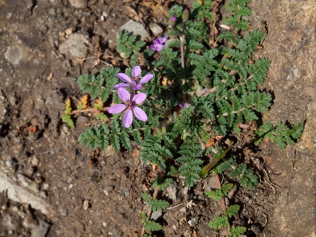 Lavender-colored flowers