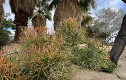 Firesticks (Euphorbia tirucalli) succulent
