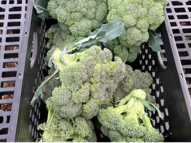 Produce from Our Garden