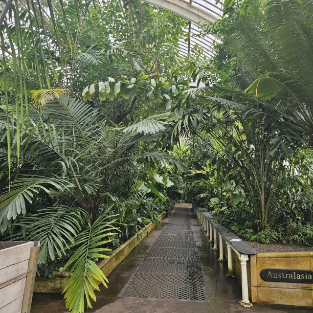 Palm trees inside a greenhouse