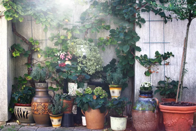 Move cold sensitive plants.