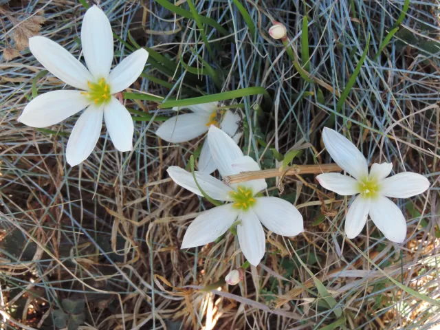 Argentine rain lily.