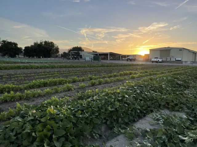 photo of sunrise over the small farm plots at South Coast Research and Extension Center
