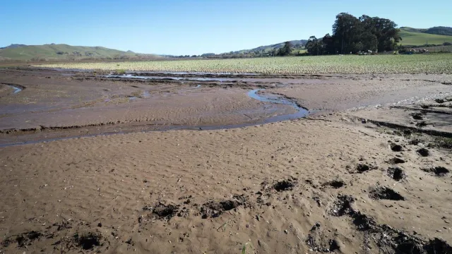 Field of green cabbages soaked by storms water with large footprints showing how muddy the ground is
