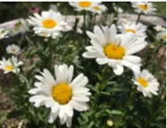 Shasta Daisy