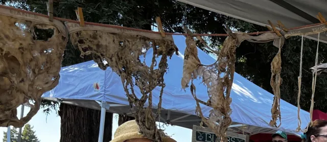 Bury Your Undies Experiment Results