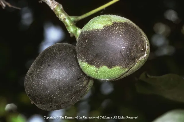 The husks of two walnuts are blackened by insect damage