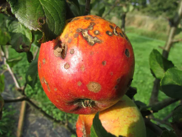 Photo of a ripe apple infected with apple scab.