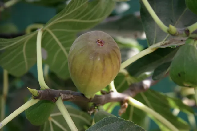 A green fig fruit growing on a tree, surrounded by leaves.