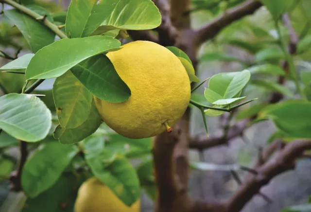 Photo of a healty grapefruit hanging in a tree.