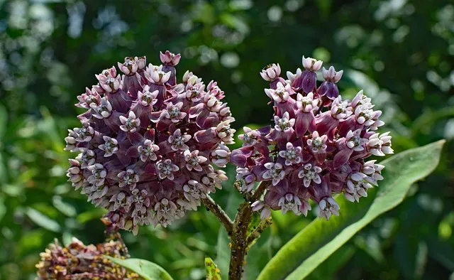 Photo of milkweed in bloom.