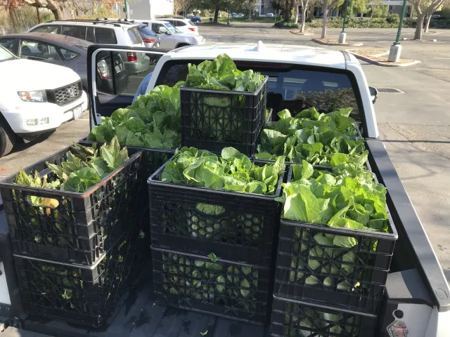 Produce from Our Garden