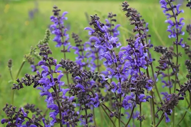 White sage in bloom.