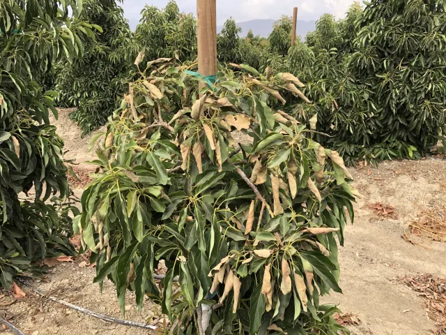 An avocado tree with yellowed, curled leaves over green leaves