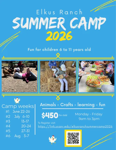 2026 summer camp flyer